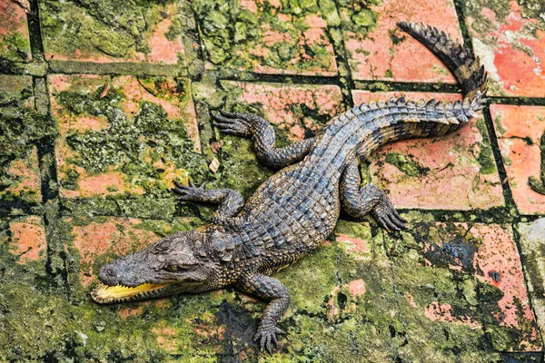Corpos de água na fazenda de crocodilos — Fotografia de Stock