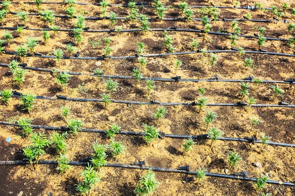 管道上的草坪浇水鲜花和观赏植物 — 图库照片