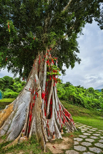 Arbre avec rubans colorés — Photo