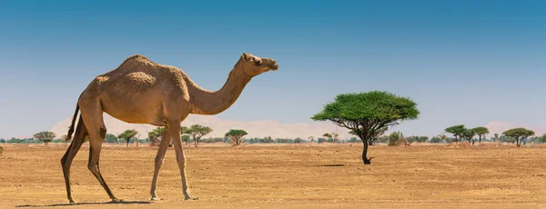 Woestijn landschap met kameel — Stockfoto