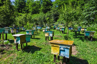 Arı kovanı Kafkasya eteklerinde