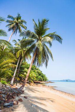 Güzel tropikal plaj 