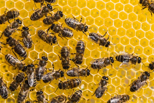 Abejas de trabajo en celdas de miel —  Fotos de Stock