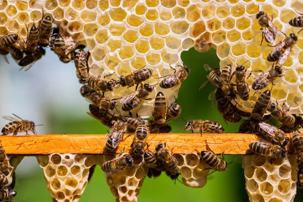 Werkbijen op honingcellen — Stockfoto