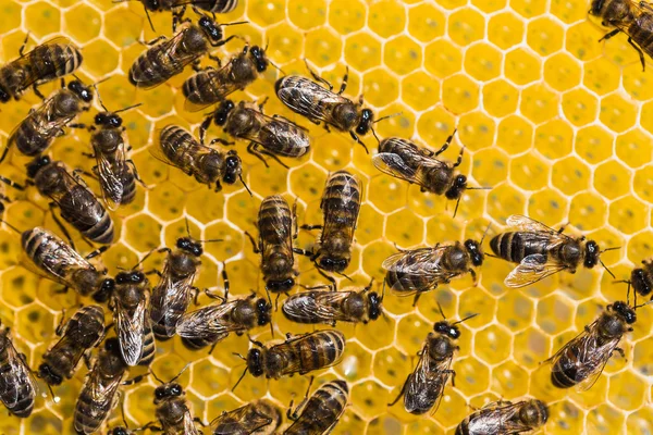 Pracovní včely na medových buňkách — Stock fotografie