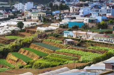 Sebze alanları ve Akif highland