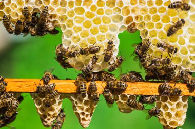 Bal hücreleri üzerinde çalışan arılar