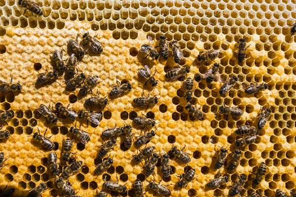 Abejas de trabajo en celdas de miel — Foto de Stock