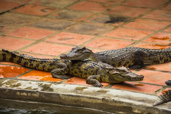Crocodile Farm in Dalat. — Stock Photo, Image