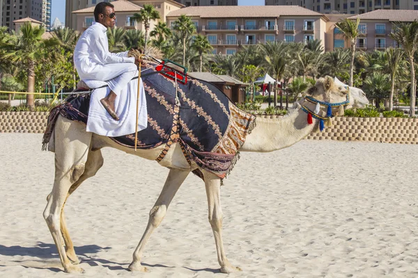 Camel na praia de Jumeirah em Duba — Fotografia de Stock