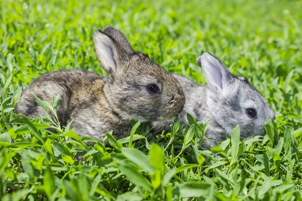 Little gray rabbits — Stock Photo, Image