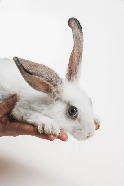Pequeno coelho na mão — Fotografia de Stock