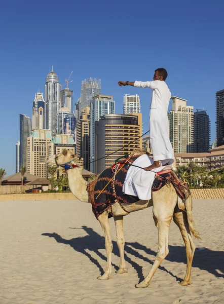 Camel op jumeirah beach in dubai — Stockfoto