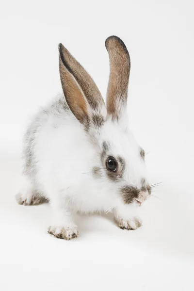 小さな灰色のウサギ — ストック写真