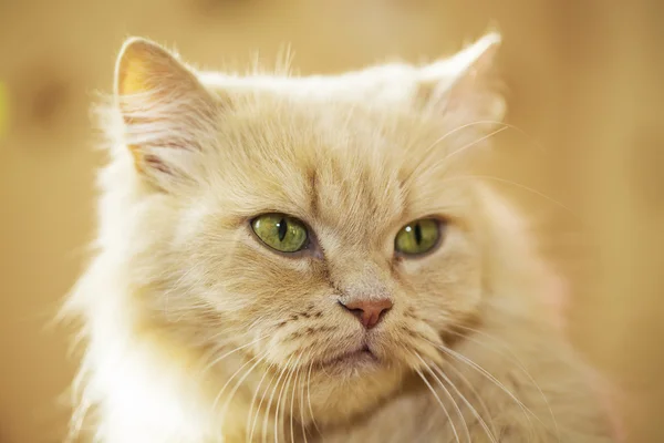 Porträt einer wütenden roten Katze — Stockfoto