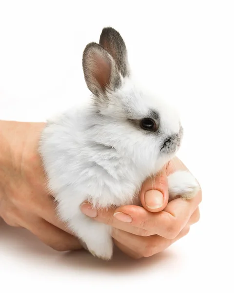 Rabbit in human hands — Stock Photo, Image