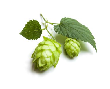 beyaz izole şerbetçiotu