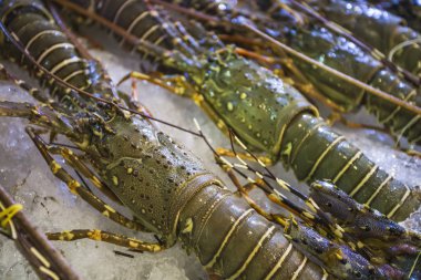 buz üstünde taze ıstakoz