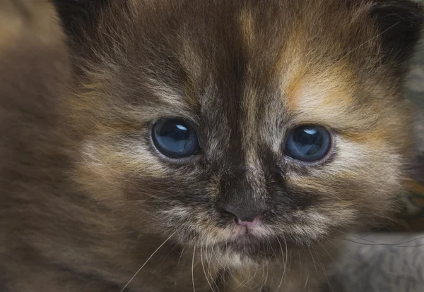 Just new born  kitten — Stock Photo, Image