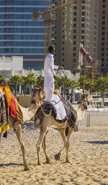 Camel on Jumeirah Beach in Dubai — Stock Photo, Image