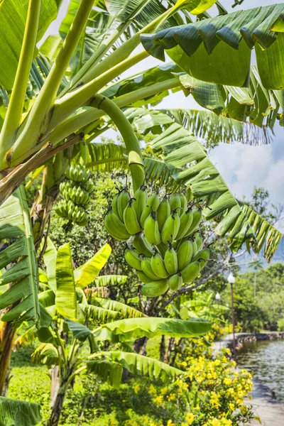 Banana árvore com um monte — Fotografia de Stock