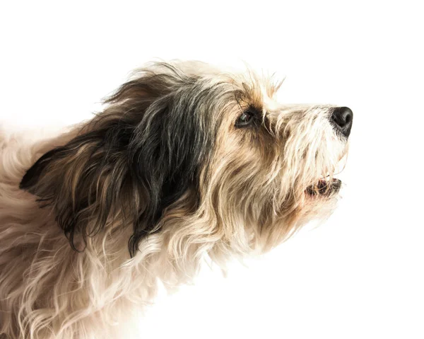 Il piccolo cane carino — Foto Stock