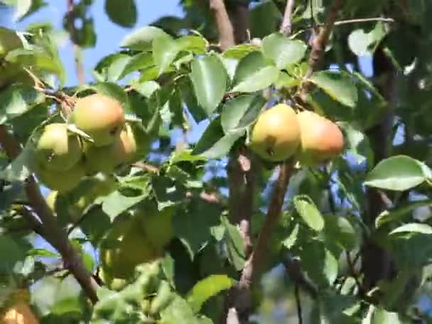 Peras en el árbol en el jardín de frutas — Vídeo de stock