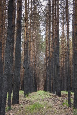 Yangından sonra çam ormanı