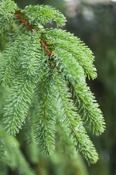 Aiguilles d'épinette verte — Photo