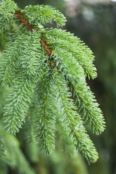 green spruce tree needles  