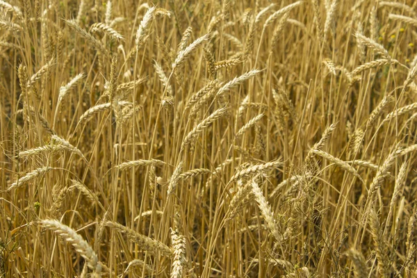 Field of wheat ready to be harvested. — Stock Photo, Image
