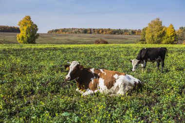 Yeşil bir çayırda otlayan inek sürüsü.