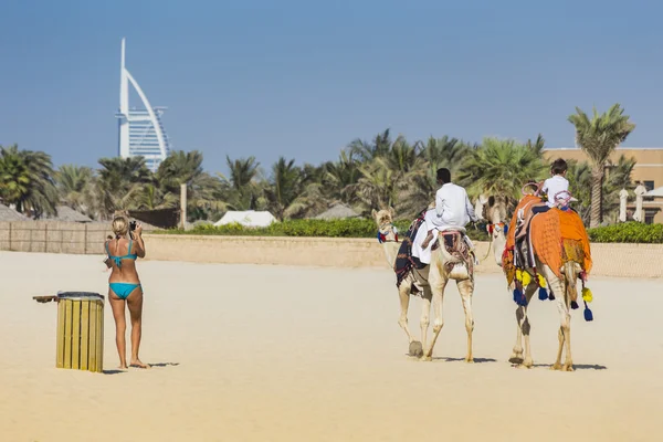Camel on Jumeirah Beach in Duba — Stock Photo, Image