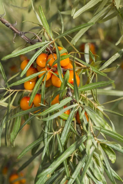 Ramo Mar Selvagem Buckthorn — Fotografia de Stock