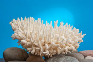 mavi arkaplandaki mercan