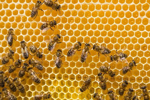 Vista Vicino Delle Api Lavoro Sulle Cellule Del Miele — Foto Stock