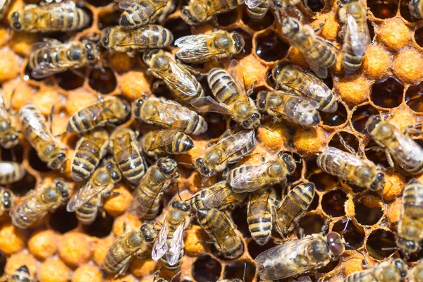 蜂蜜细胞上的工蜂近景 — 图库照片