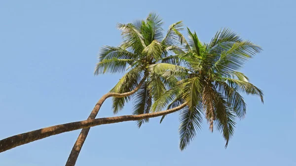 果阿蓝天下的绿色棕榈树 — 图库照片