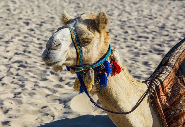 Camel  in Dubai — Stock Photo, Image