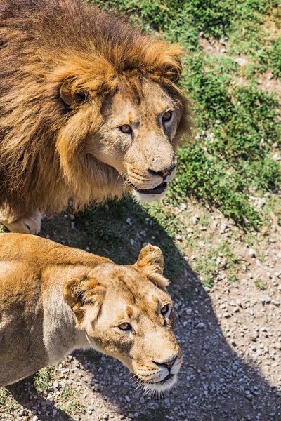 Orgulho leão na natureza — Fotografia de Stock