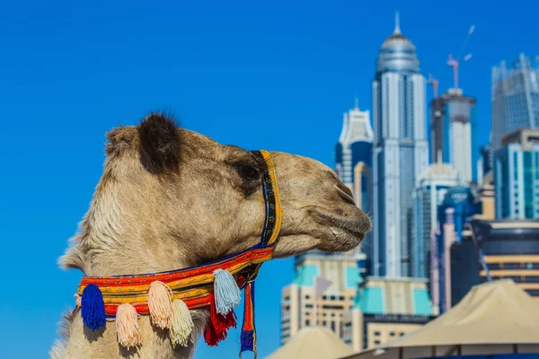 Camel on Jumeirah Beach in Duba — Stock Photo, Image