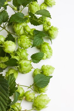 Dal taze şerbetçiotu