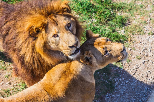Lejon stolthet i naturen — Stockfoto