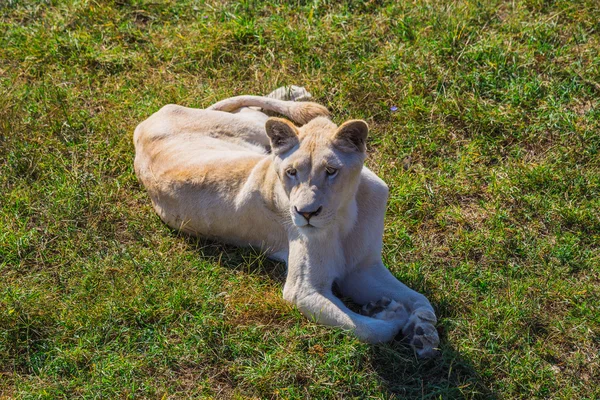 Orgulho leão na natureza — Fotografia de Stock