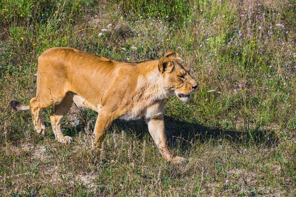 Løvestolthet i naturen – stockfoto