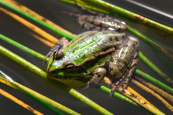 Siğiller ile yeşil kurbağa — Stok fotoğraf