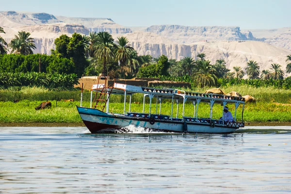 Palmer på stranden av Nilen i Egypten — Stockfoto