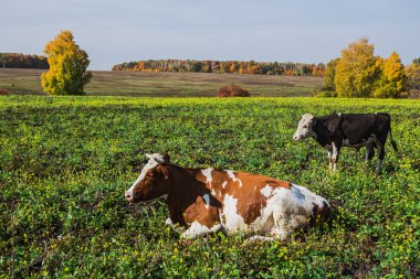 Yeşil bir çayırda otlayan inek sürüsü.