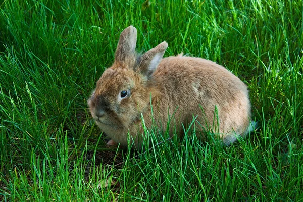 Bebé bonito conejo — Foto de Stock