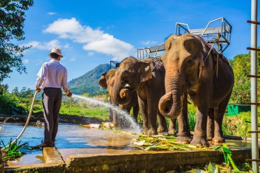 Filler Vietnam çiftlik